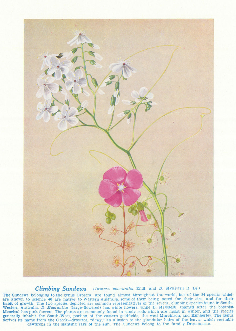 Climbing Sundews (Drosera macrantha). West Australian Wild Flowers 1950 print